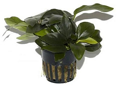 Растение Анубиас Нана (в горшке)