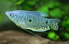 Гурами Голубой