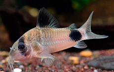 Коридорас Панда