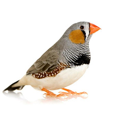 Амадина Зебровая