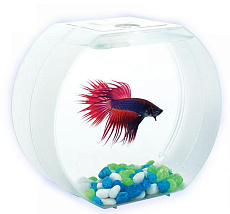 AA-Aquariums Аквариум Betta О для мальчиков, 1,4 л