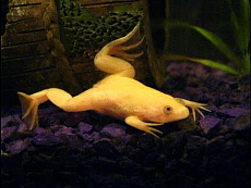 Шпорцевая лягушка