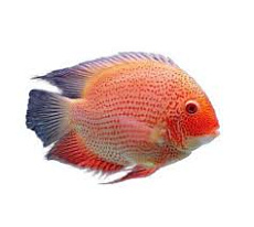 Цихлазома Северум (красноточечный)