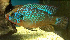 Хромис Красавец Неоновый