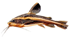 Сом Платидорас