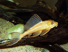 Плекостомус