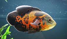 Астронотус