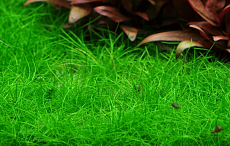 Растение Элеохарис Мини (в горшке)