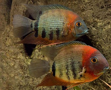 Цихлазома Северум (красноплечий)