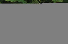 Комета красно-белая