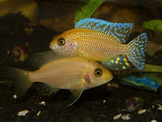 Аулонокара роза