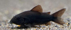 Коридорас Венесуэла Блэк