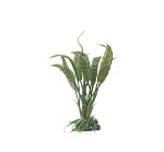 Boyu АР-078 Криптокорина узколистная зелёная