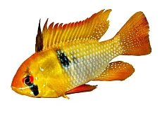 Апистограмма Рамирези