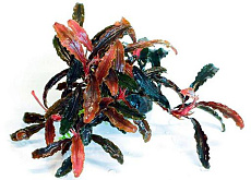 Растение Буцефаландра Кедаганг (в горшке)