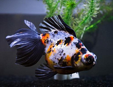 Телескоп Ситцевый