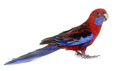 Попугай красная розелла
