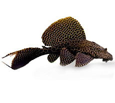 Парчевый  сом