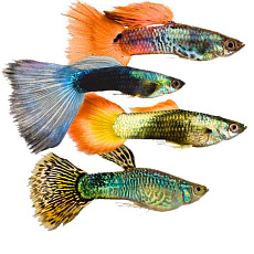 Гуппи ассорти