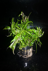 Растение Погостемон Австралия (в горшке)