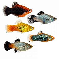 Пецилия (ассорти)