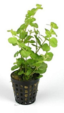 Растение Лисимахия (в горшке)