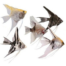 Скалярия (ассорти)