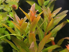 Растение Незея голд (в горшке)