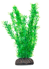 Laguna Растение Лигодиум зеленый