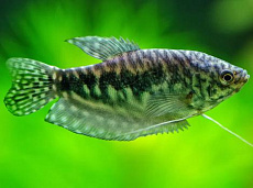 Гурами Мраморный