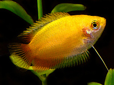 Гурами Медовый