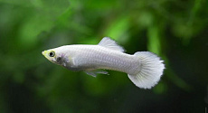 Гуппи белый вельвет