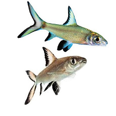 Акулий балу