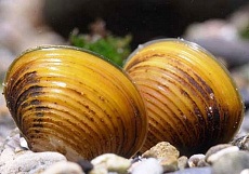 Шаровка Яванская