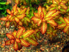 Растение Людвигия Гвинейская (в горшке)