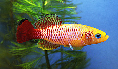 Нотобранхиус Гюнтера Gold