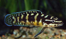 Юлидохромис Транскриптус