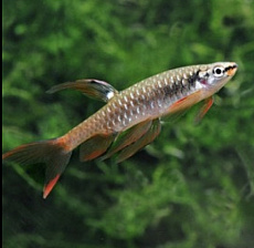 Копеина Арнольда