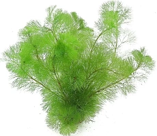 Растение Кабомба Акватика (в горшке)