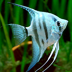 Скалярия голубая