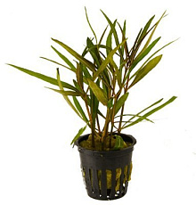 Растение Гигрофила арагвая (в горшке)