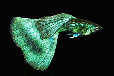 Гуппи Малахит