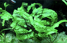 Растение Криптокорина Скурилис (в горшке)