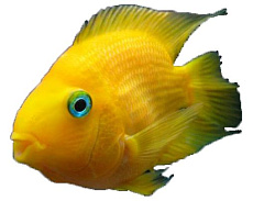 Цихлида-попугай (желтая)