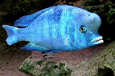 Голубой Дельфин