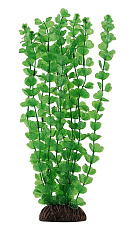 Laguna Растение Бакопа зеленая