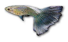 Гуппи Золотая Кобра