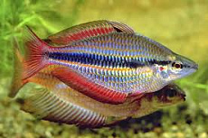 Радужница трехполосая