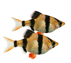 Барбус Суматранский