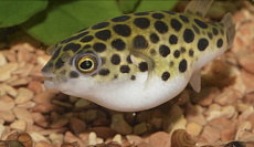 Тетраодон зелёный